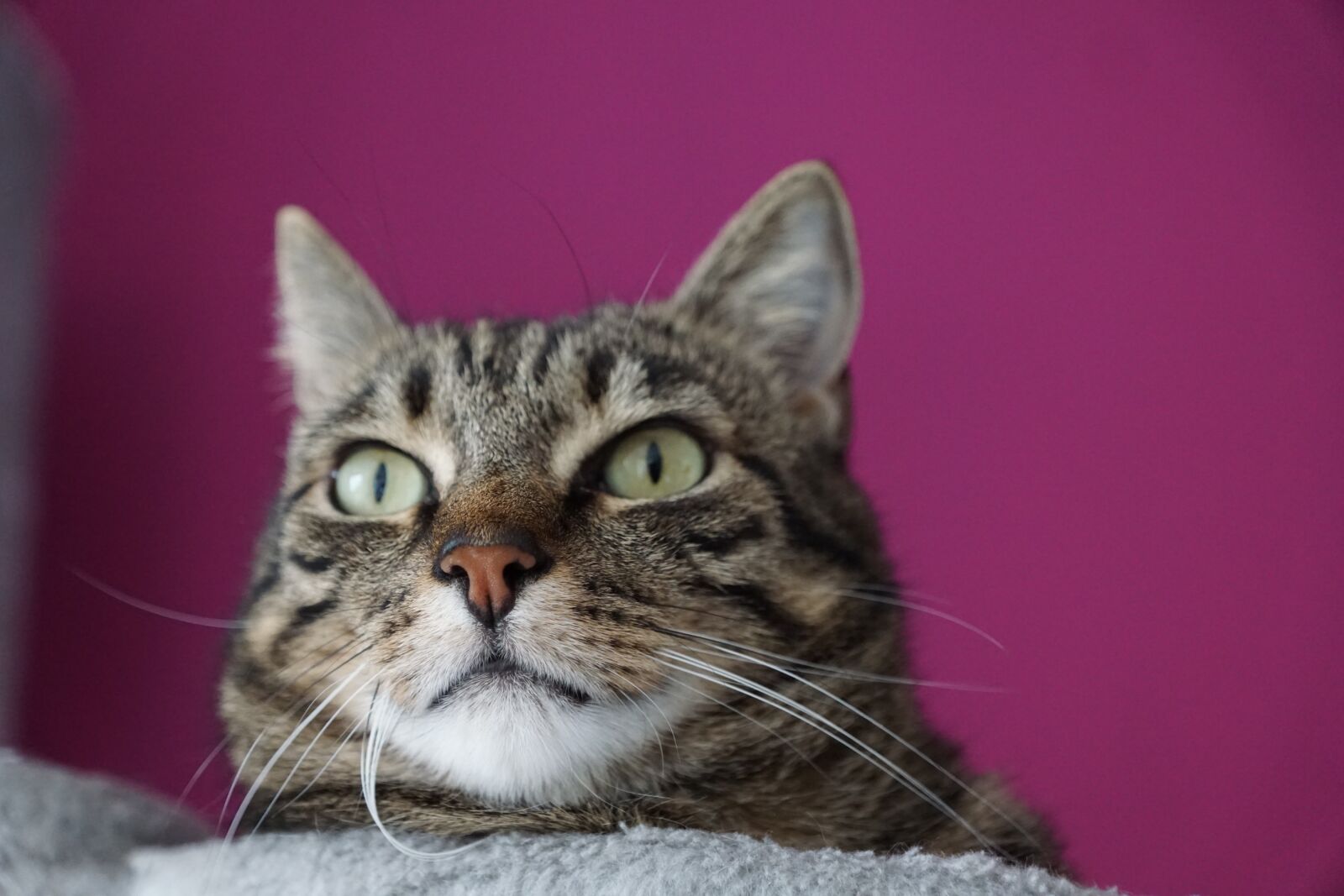 Sony ILCA-77M2 + Sony DT 16-50mm F2.8 SSM sample photo. Cat, view, snout photography