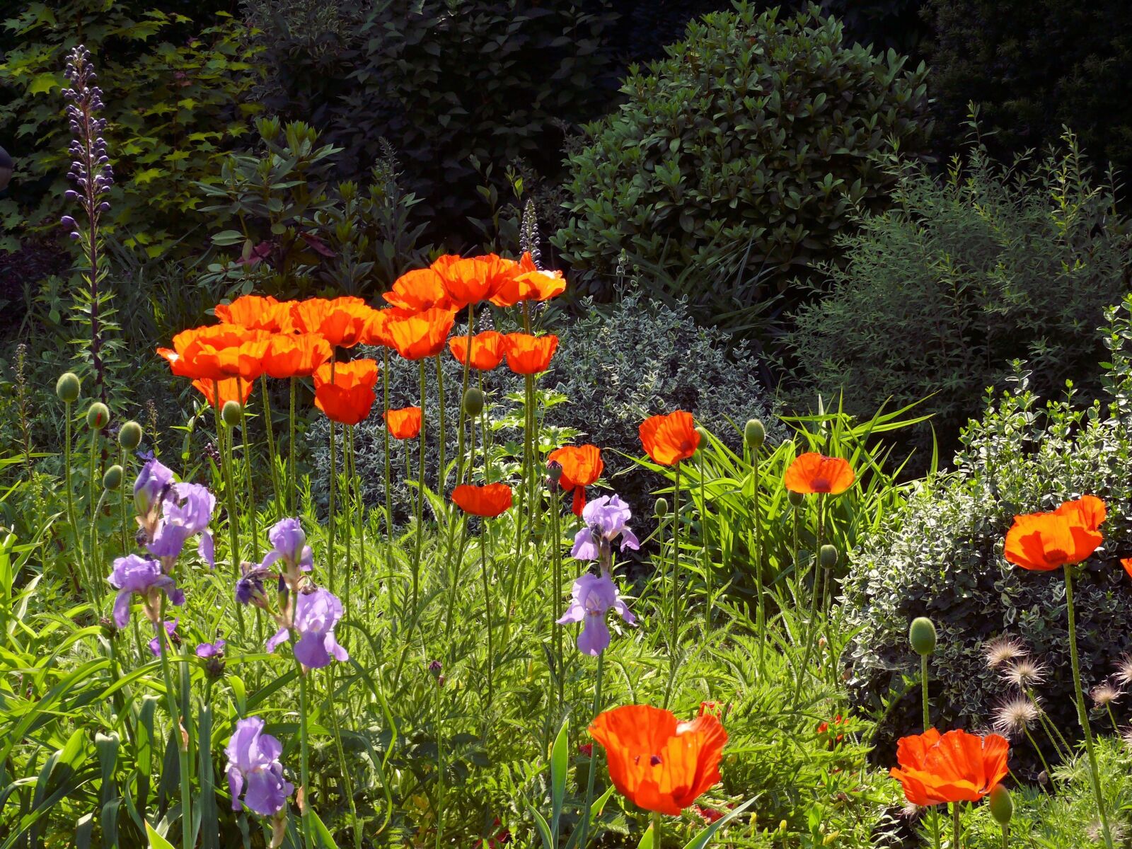 Panasonic DMC-FZ50 sample photo. Poppy, flower, spring photography