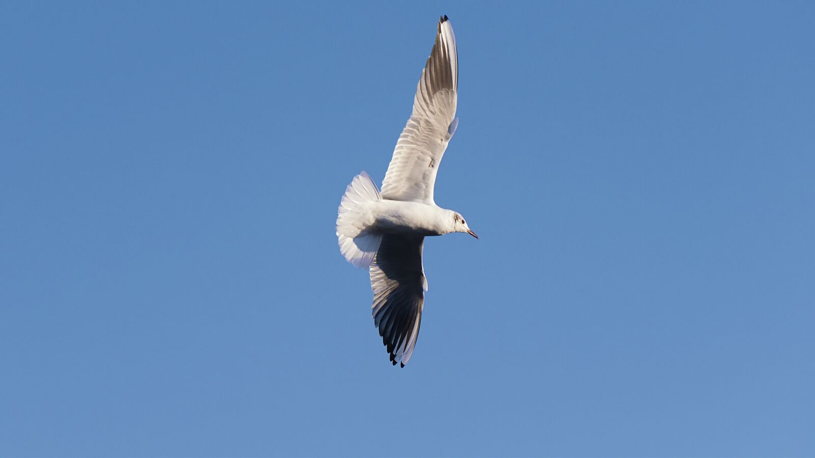 Nikon D750 sample photo. Bird, flight, seagulls photography