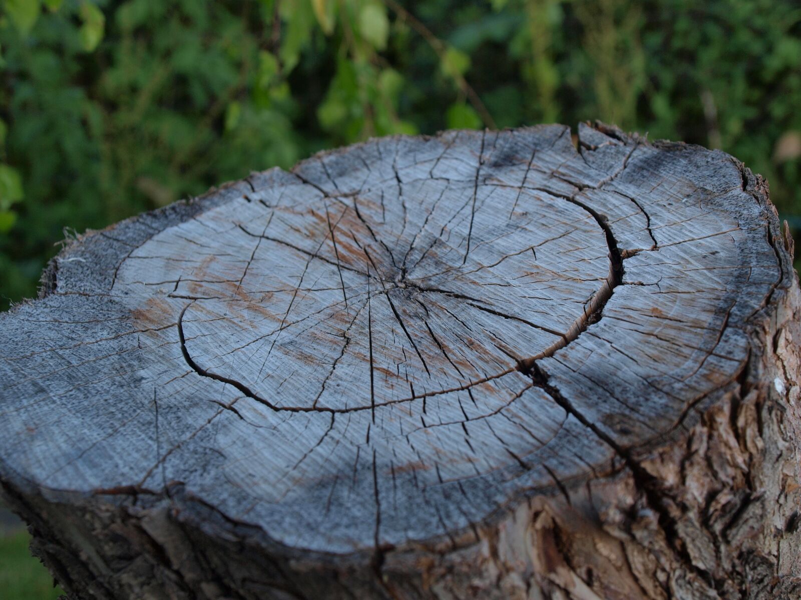 Olympus E-520 (EVOLT E-520) sample photo. Stump, deck, tree photography