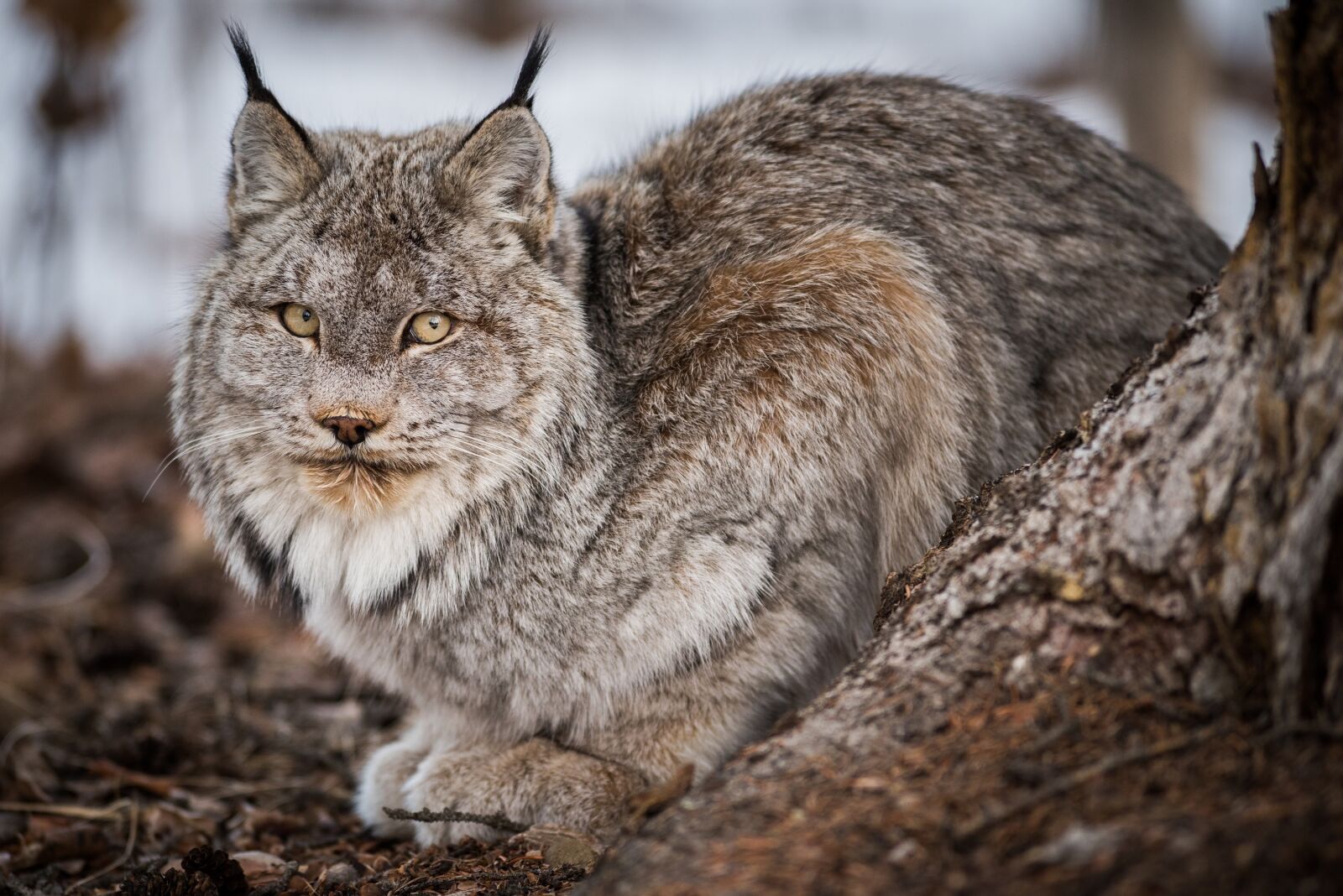 Nikon D810 sample photo. Bobcat, wildlife, predator photography
