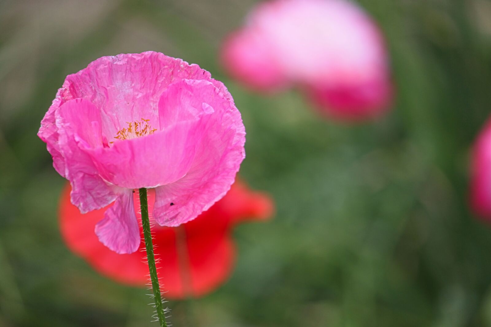 Canon EOS 500D (EOS Rebel T1i / EOS Kiss X3) + Canon EF-S 55-250mm F4-5.6 IS sample photo. Poppy, flower, flora photography