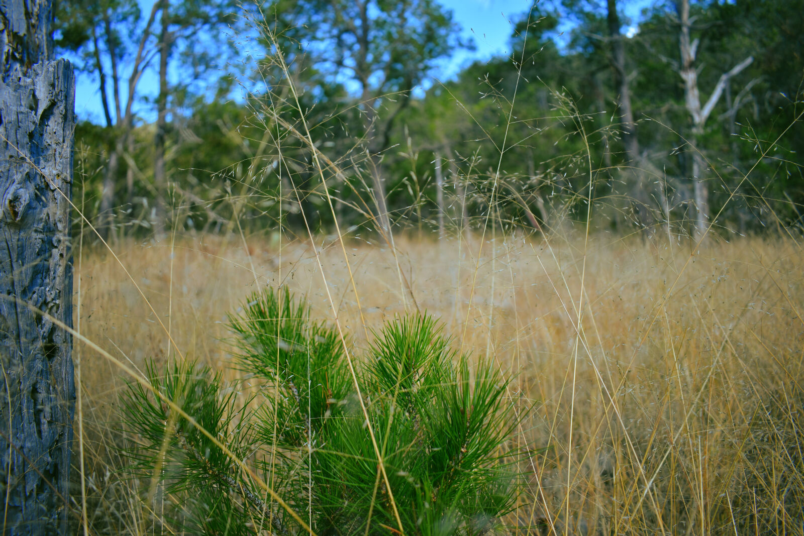 Nikon D3400 sample photo. Bokeh, close, up, exterior photography