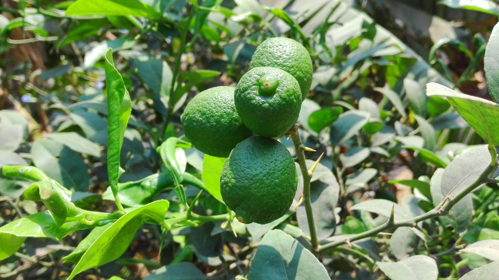 HUAWEI P8 Lite sample photo. Lime, plant, green photography