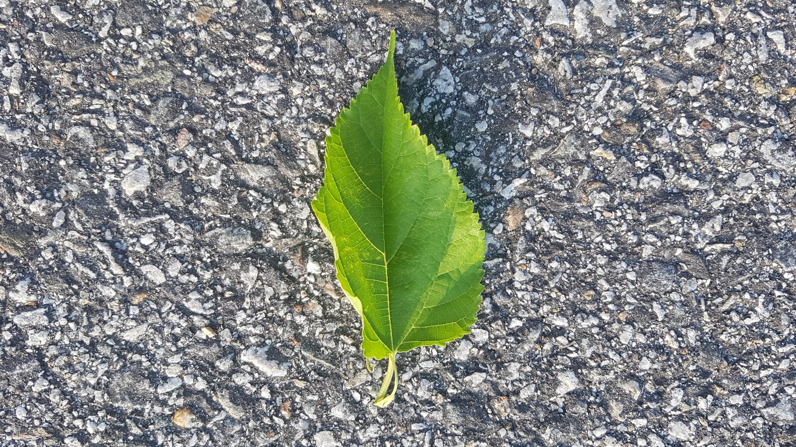Samsung Galaxy S7 sample photo. Leaf, wild plants, lavender photography