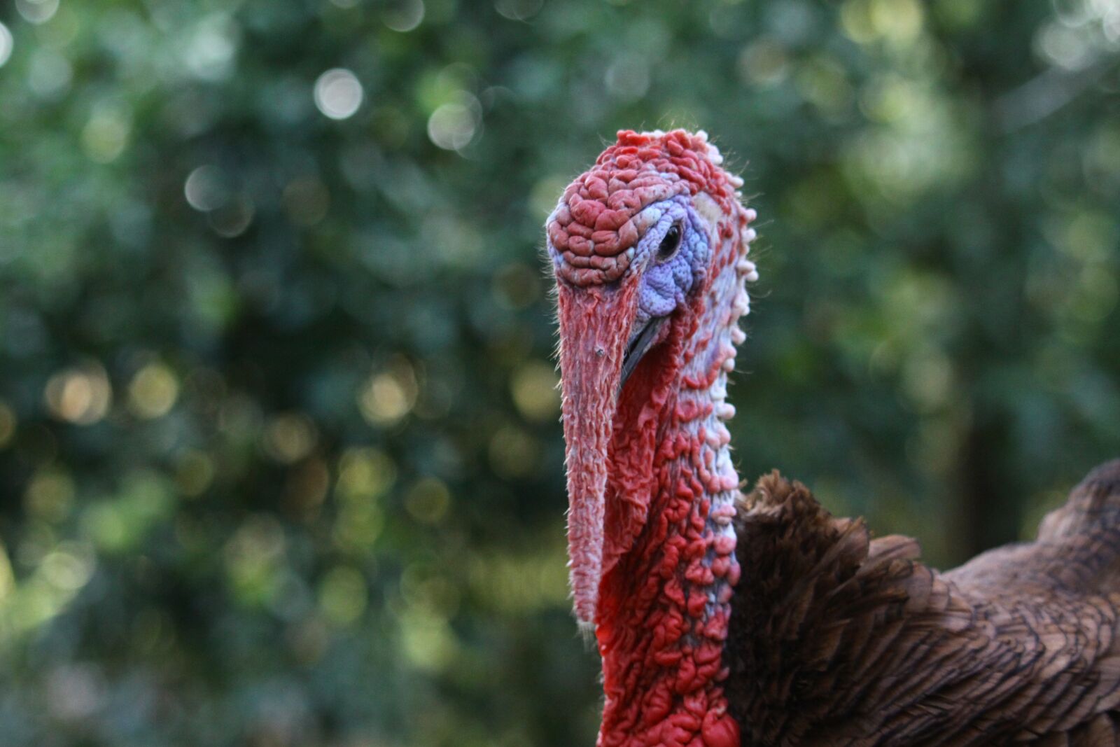 Canon EOS 50D sample photo. Turkey, animals, backyard photography