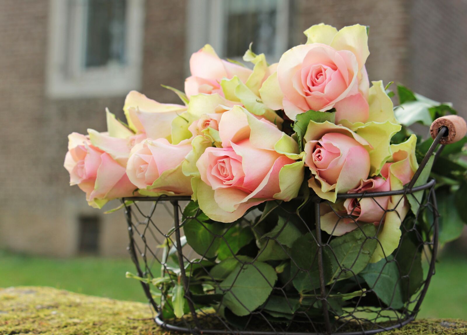 Canon EOS 550D (EOS Rebel T2i / EOS Kiss X4) sample photo. Roses, noble roses, basket photography