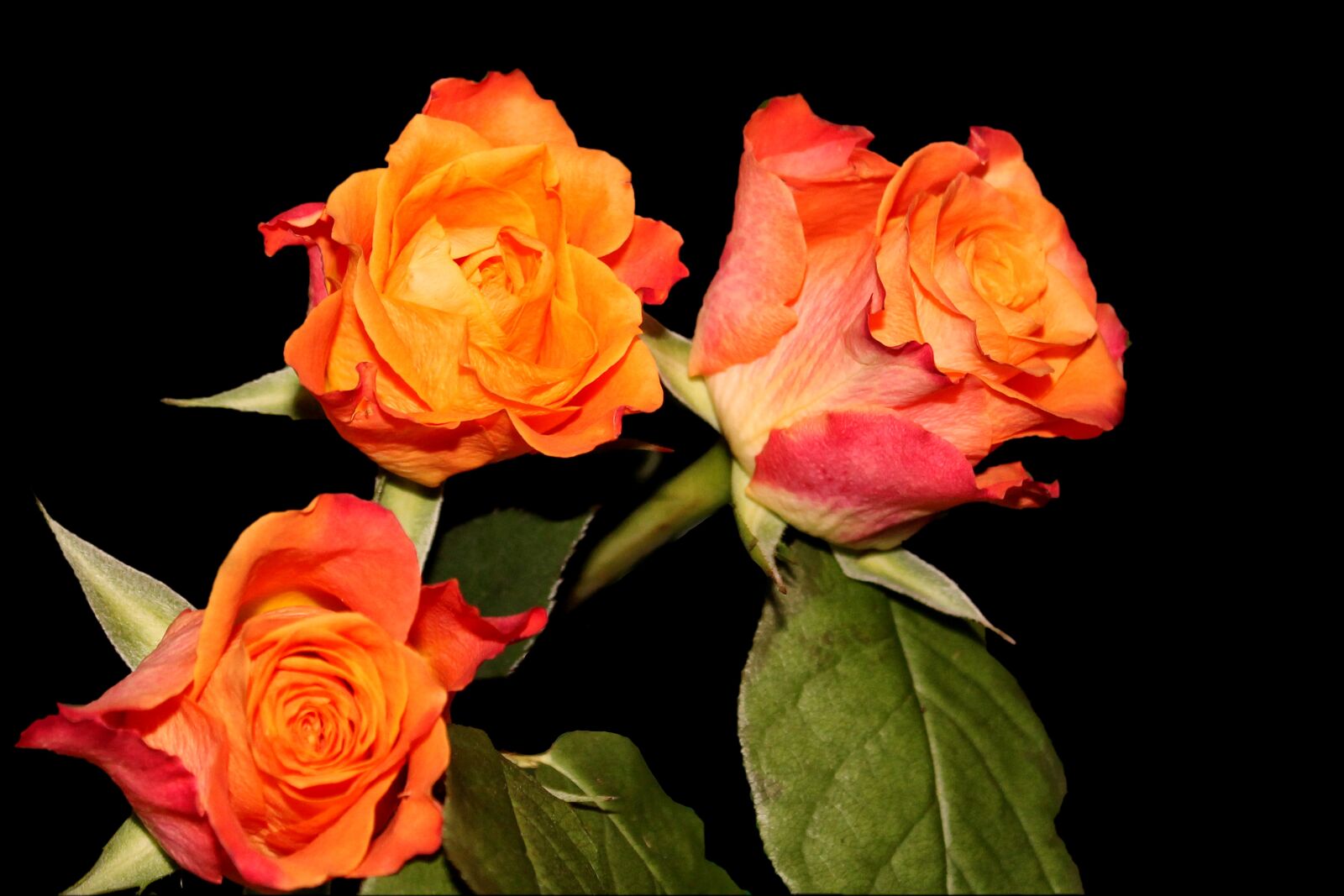 Canon EOS 1100D (EOS Rebel T3 / EOS Kiss X50) sample photo. Roses, flowers, multi coloured photography