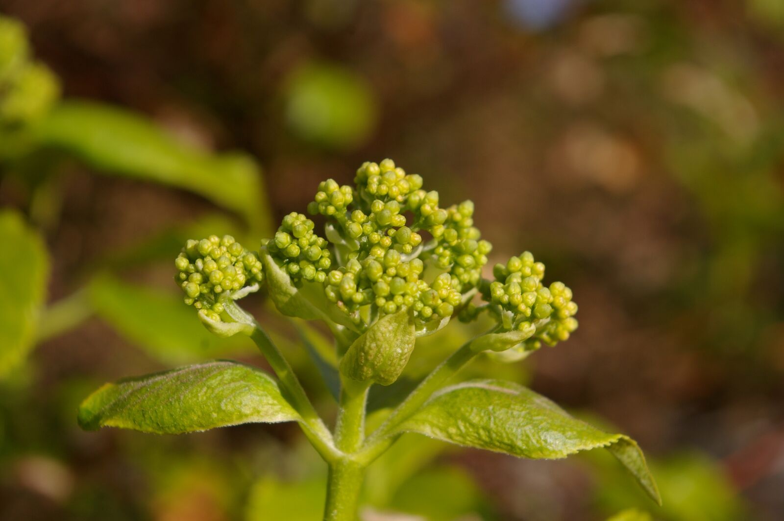 Pentax *ist DL2 sample photo. Spring, garden, plant photography