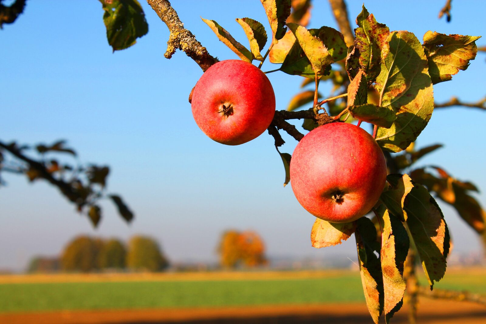 Canon EOS 1100D (EOS Rebel T3 / EOS Kiss X50) sample photo. Apple, branch, autumn photography