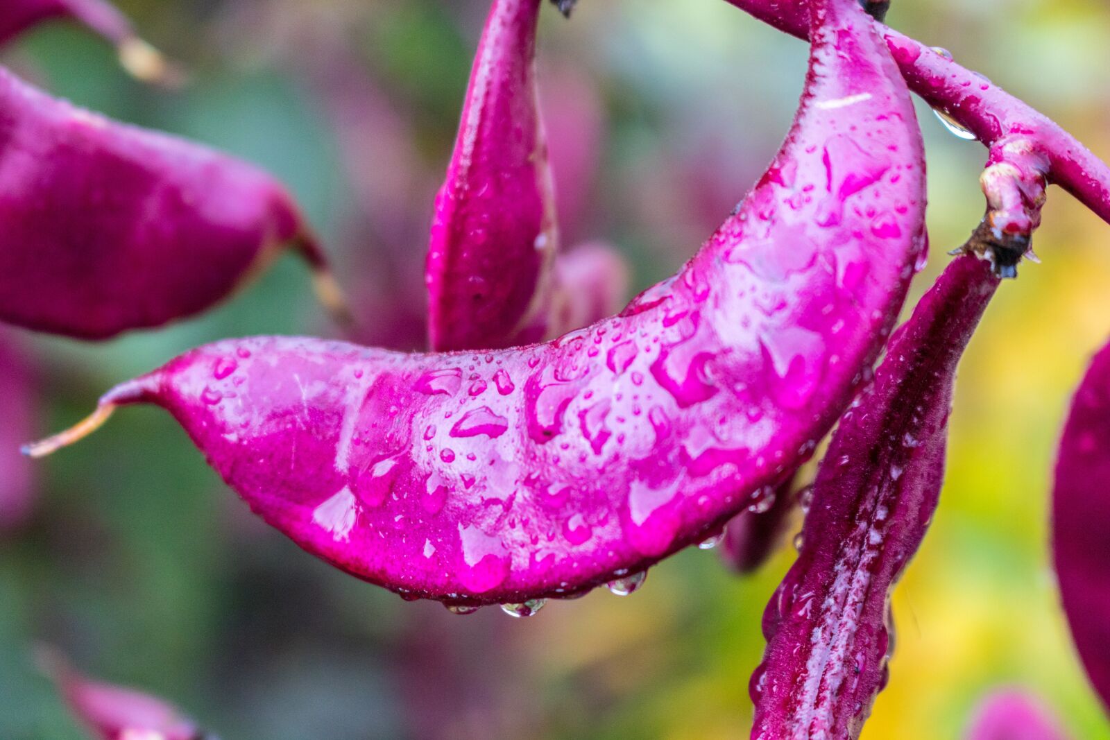 Canon EOS 750D (EOS Rebel T6i / EOS Kiss X8i) sample photo. Bean, purple, plant photography