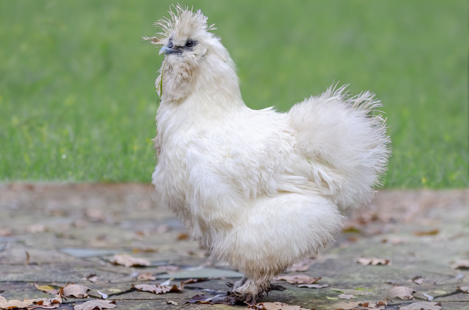 Nikon D7000 sample photo. Hen, poulette, pen photography