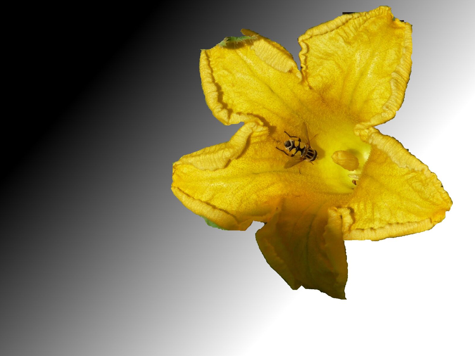 Panasonic Lumix DMC-FZ28 sample photo. Pumpkin, blossom, bloom photography