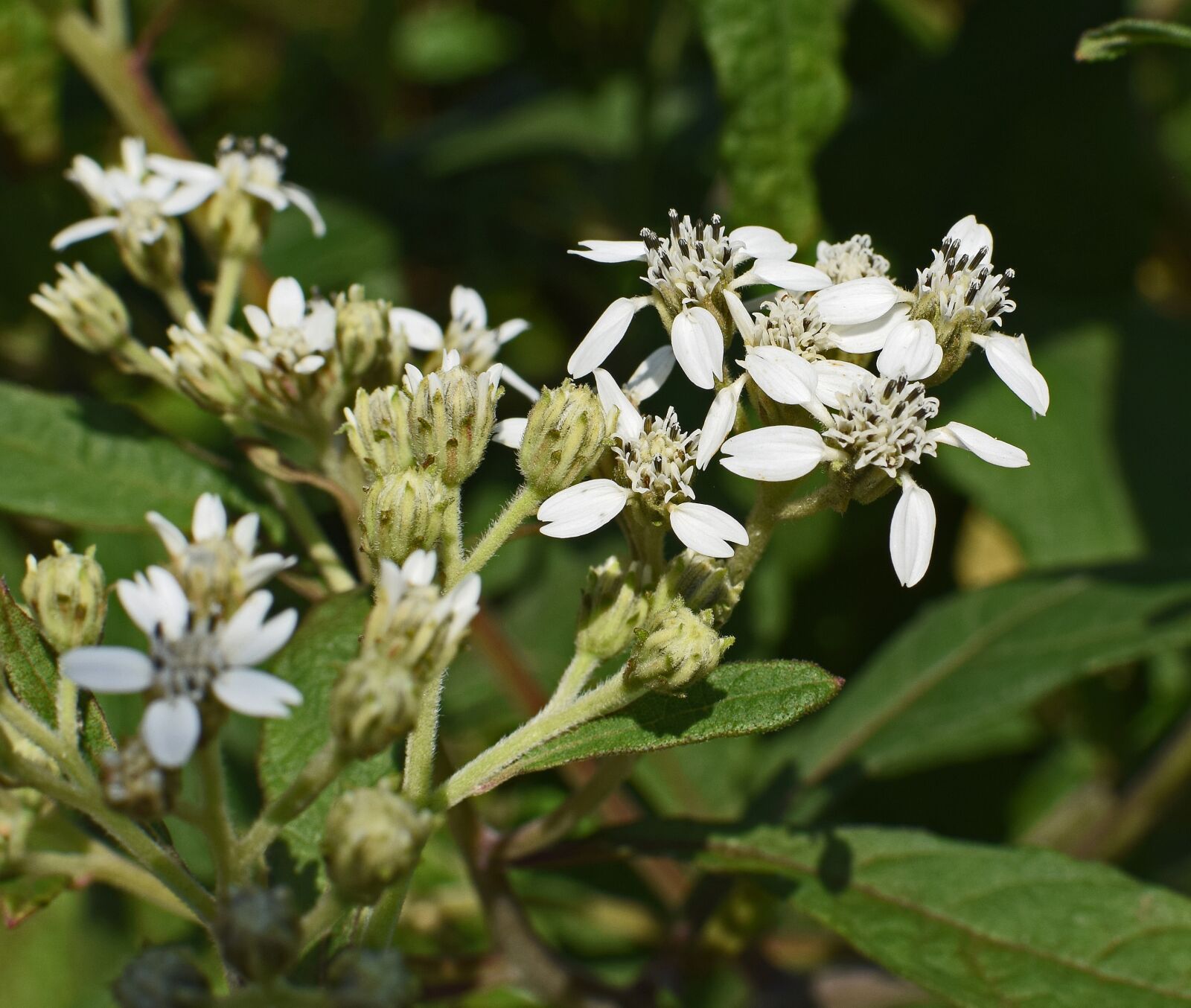 Nikon D3300 sample photo. Tall boneset, flower, wildflower photography