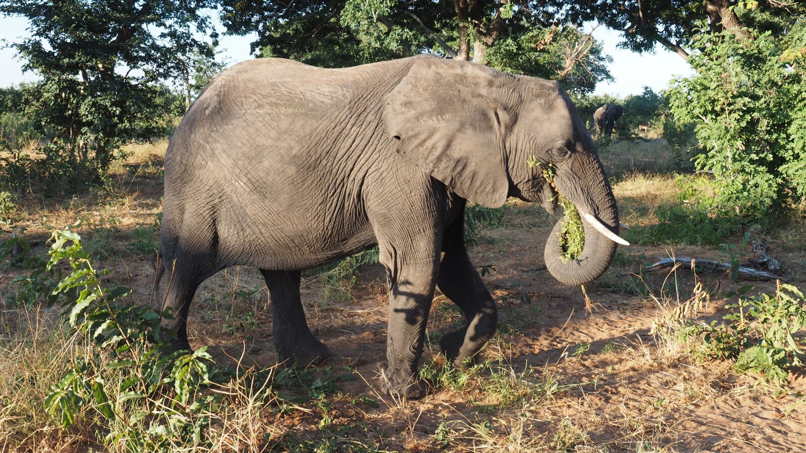 Olympus OM-D E-M1 + Olympus M.Zuiko Digital ED 12-40mm F2.8 Pro sample photo. Animal, elephant, africa photography