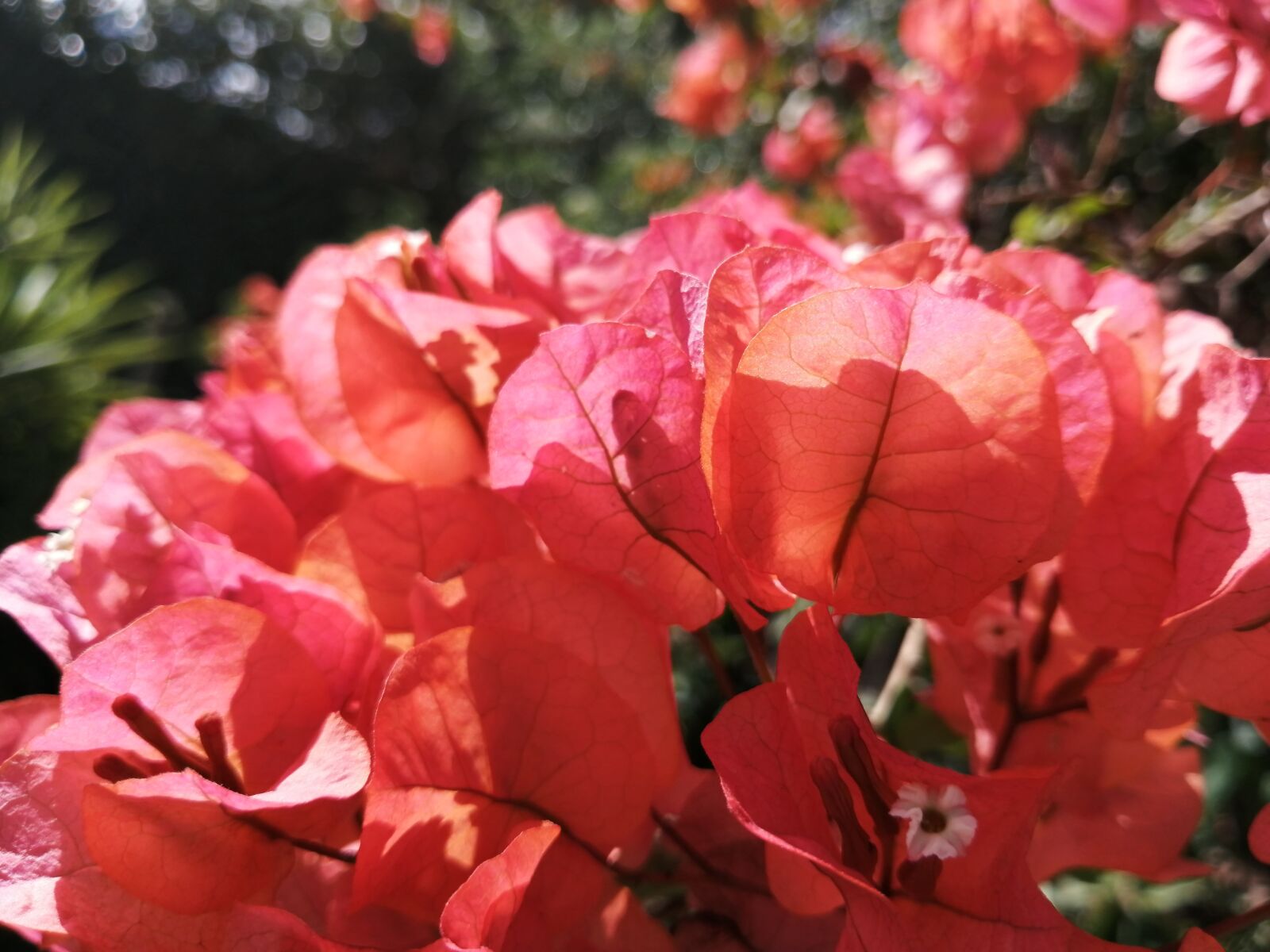 HUAWEI P30 LITE sample photo. Flower, day, plant photography