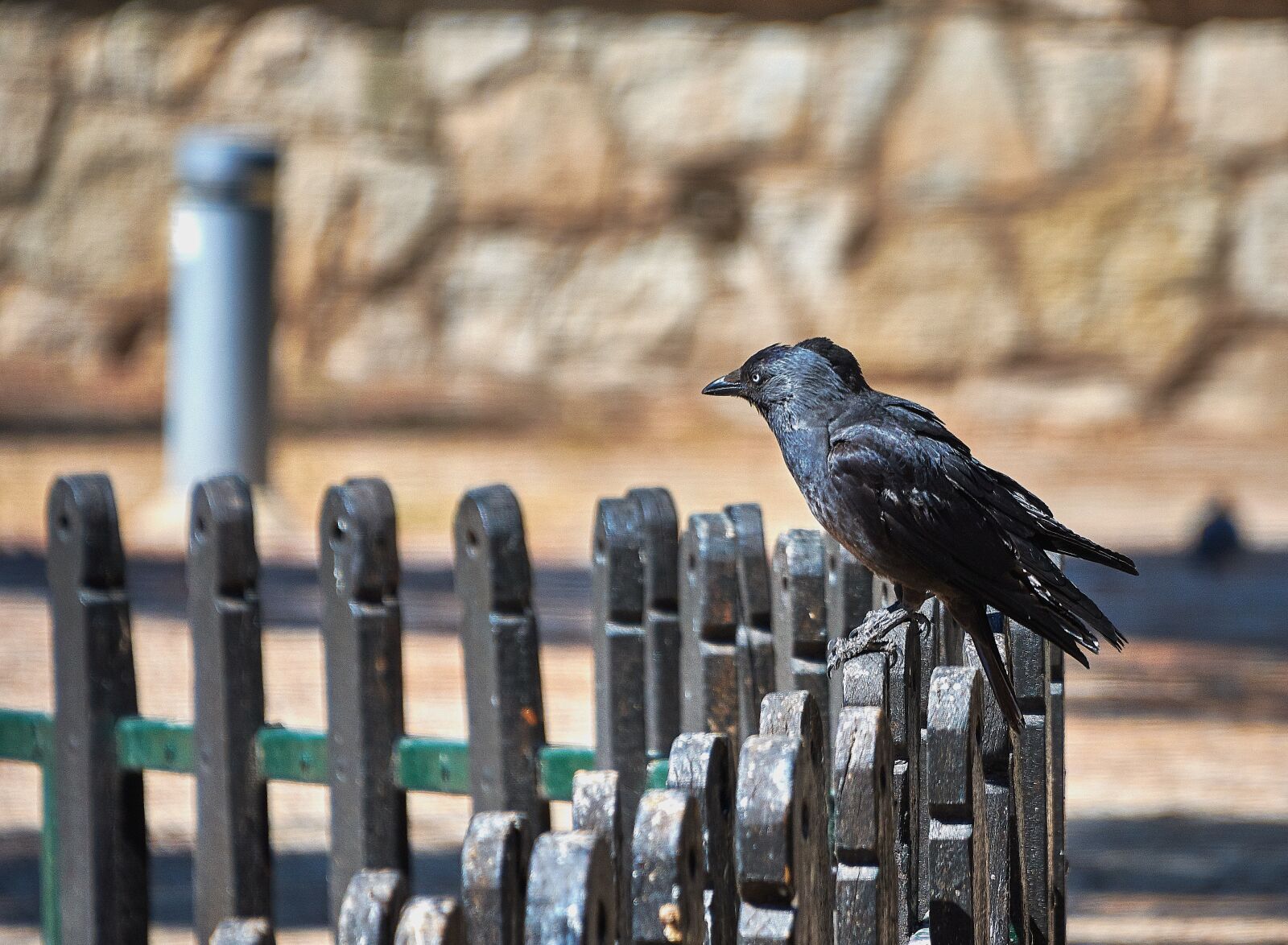 Nikon D7200 sample photo. Blackbird, birds, animals photography