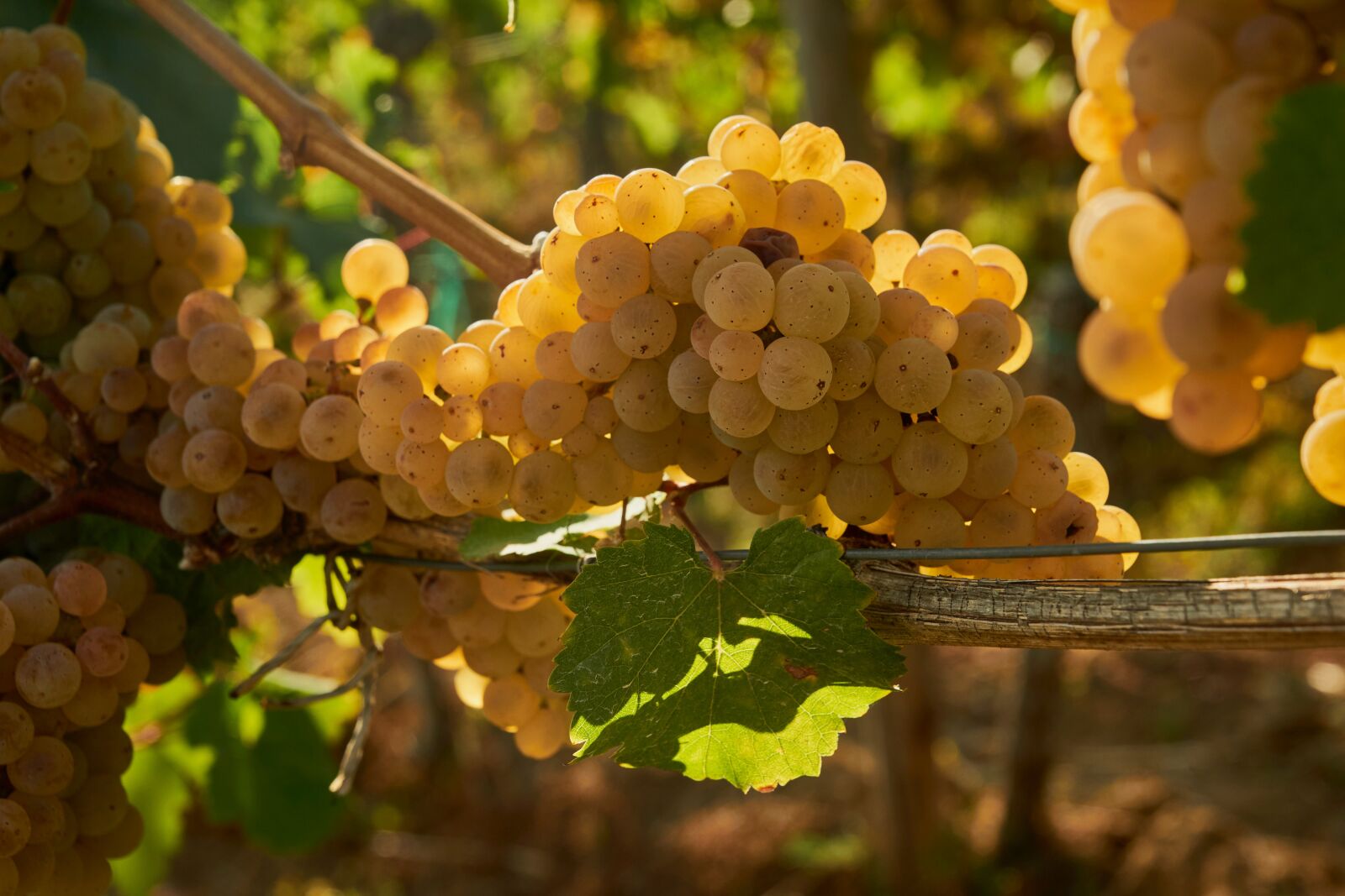 Sony SLT-A77 + Sony DT 16-50mm F2.8 SSM sample photo. Wine, grapes, vine photography