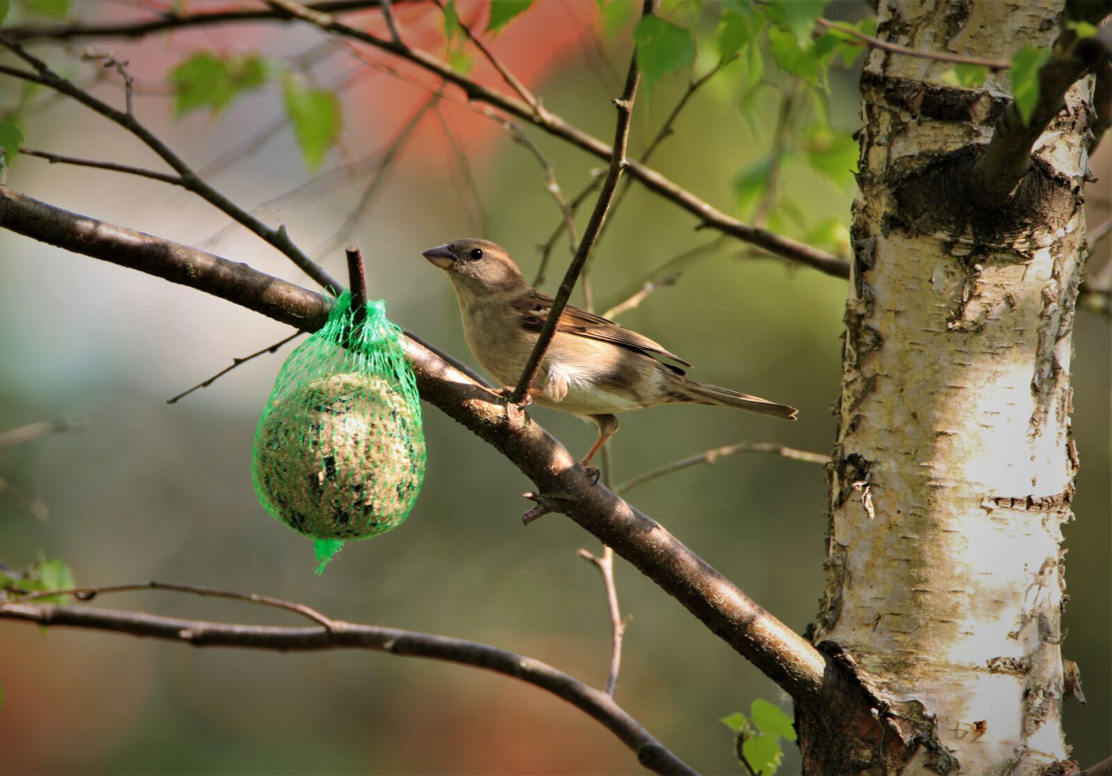 Tamron SP 150-600mm F5-6.3 Di VC USD sample photo. Sparrow, songbird, house sparrow photography
