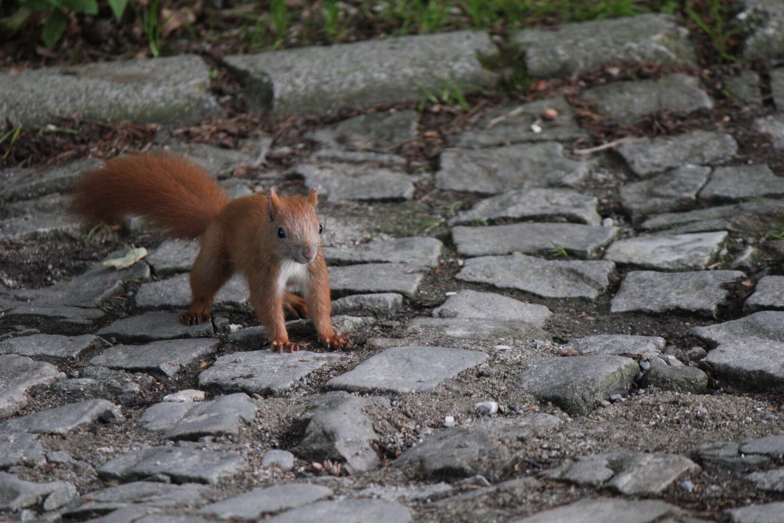 Canon EOS 550D (EOS Rebel T2i / EOS Kiss X4) sample photo. Wildlife, animal, fauna photography