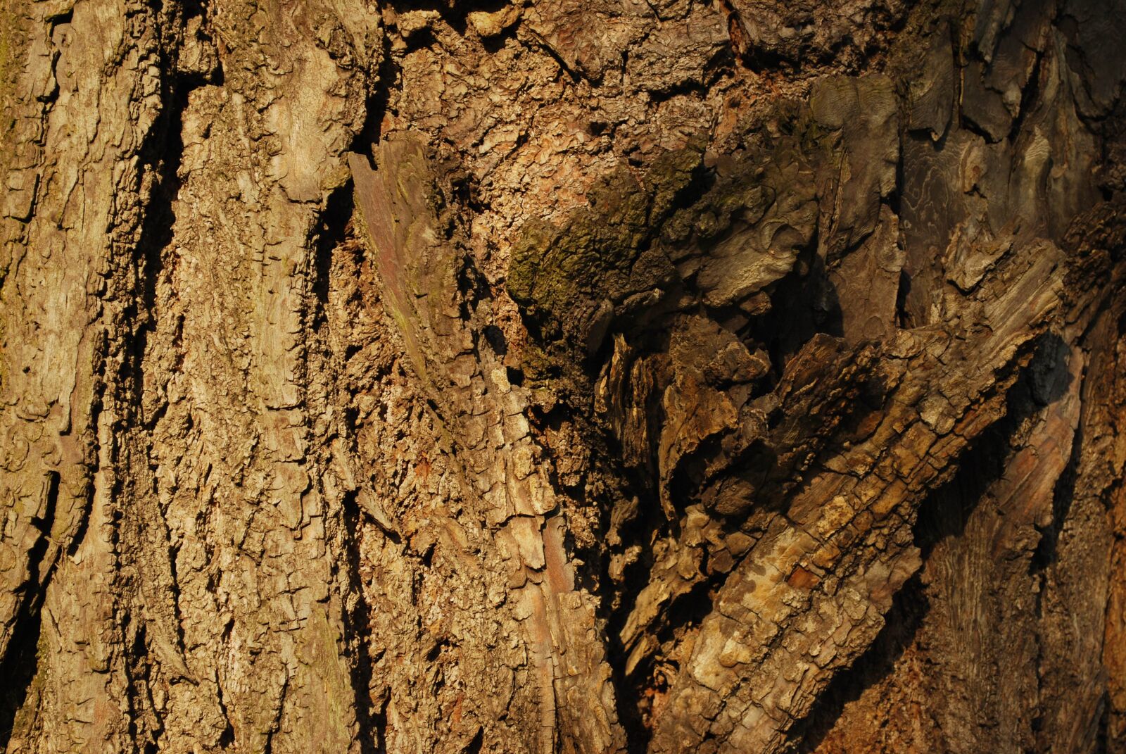 Nikon D60 sample photo. Tree, the bark, the photography