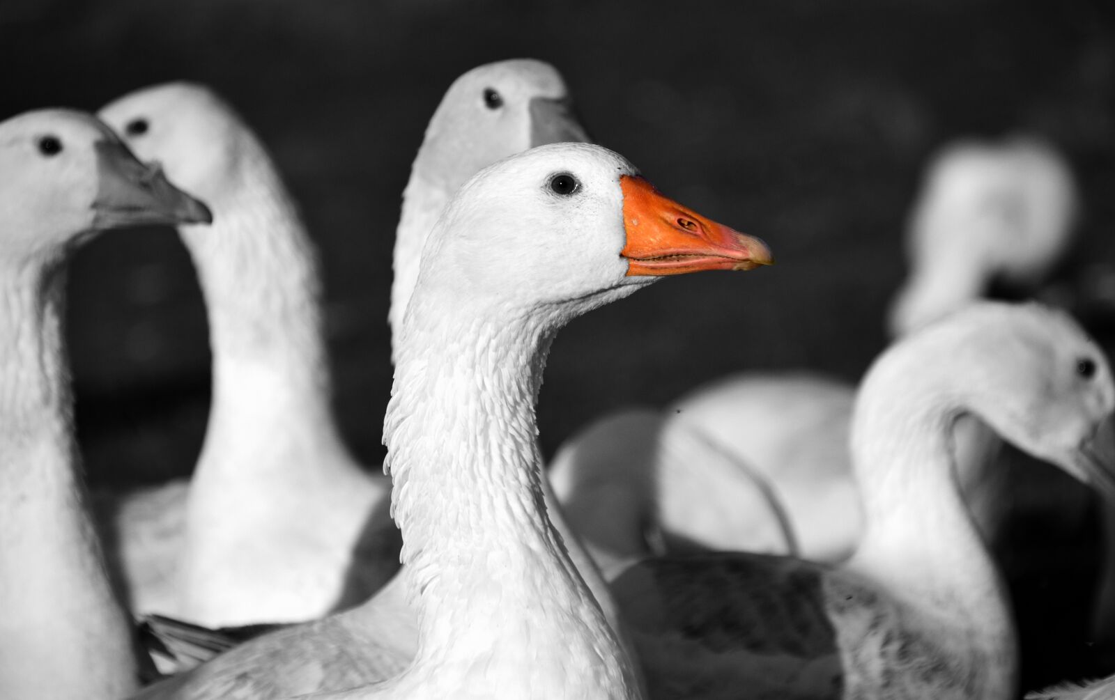 Nikon D3300 sample photo. Geese, st martin's goose photography