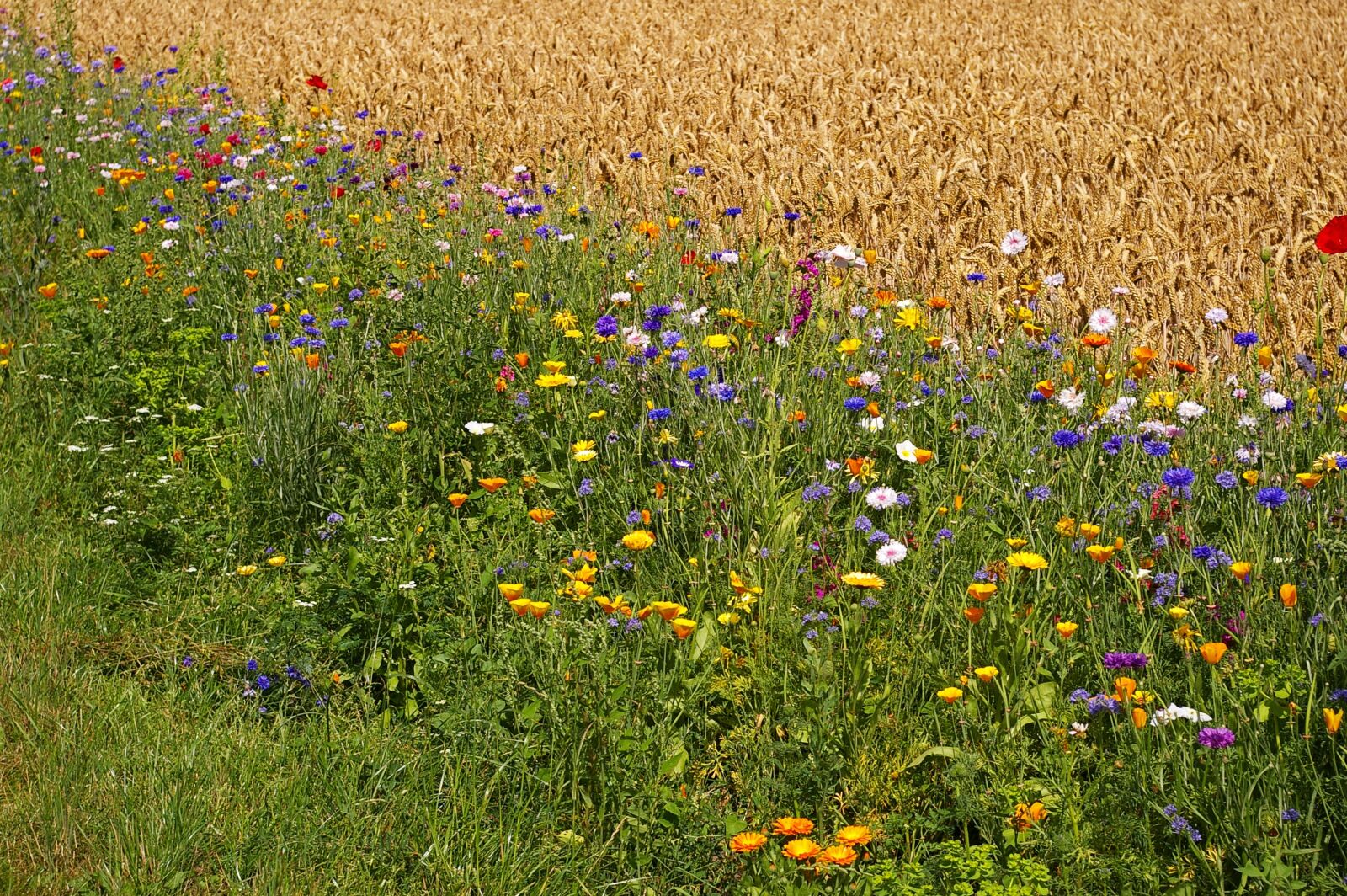Pentax *ist DL2 sample photo. Denmark, fyn island, lane photography