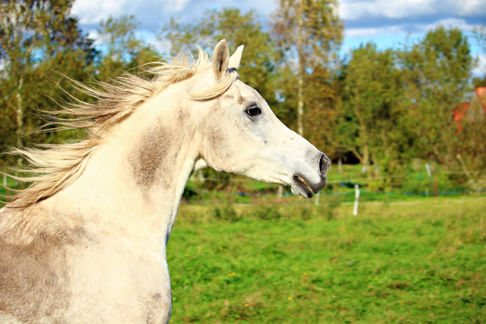 Canon EOS 100D (EOS Rebel SL1 / EOS Kiss X7) sample photo. Horse, mold, horse head photography