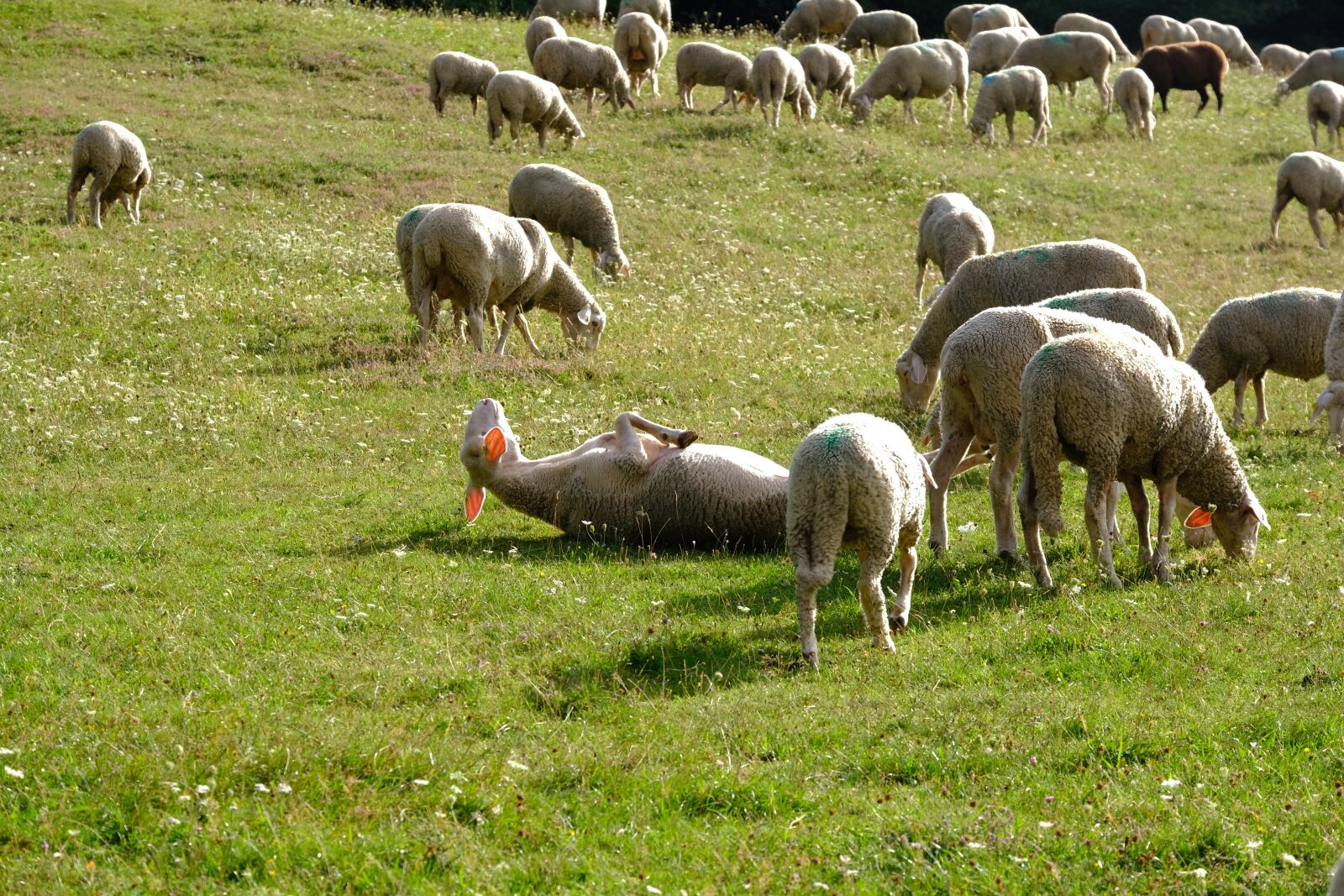 Fujifilm X-T3 sample photo. Sheep, flock, pasture photography