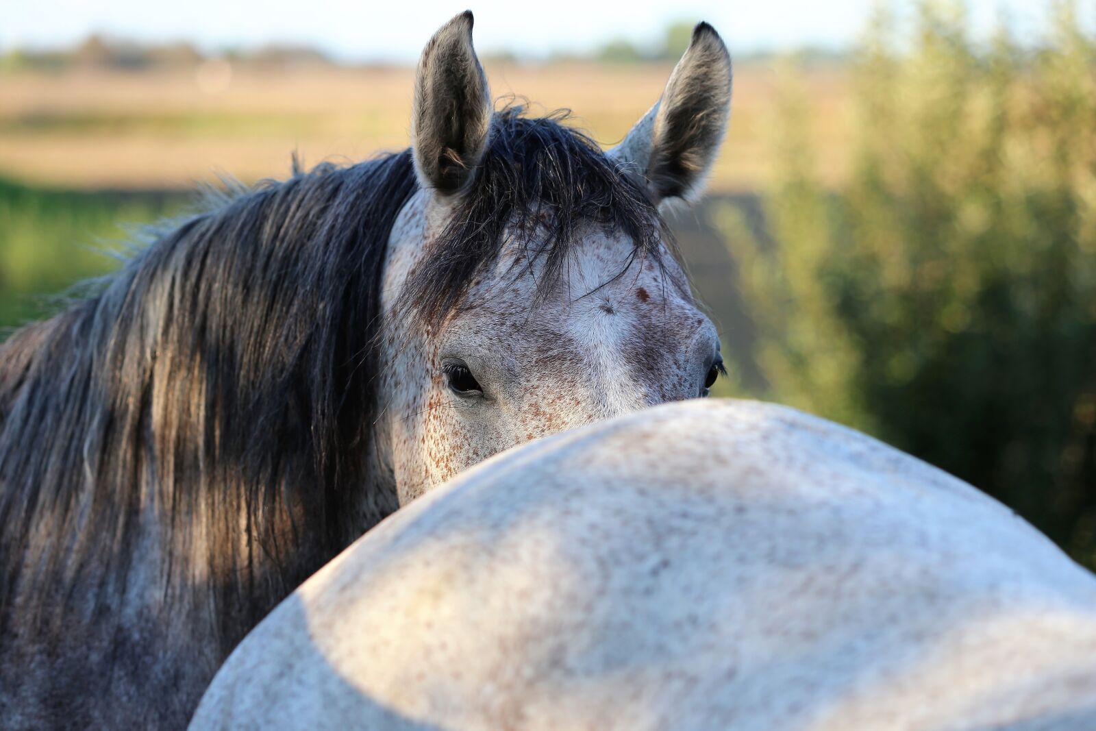 Canon EF 70-300 F4-5.6 IS II USM sample photo. Arabian horse, head, mane photography