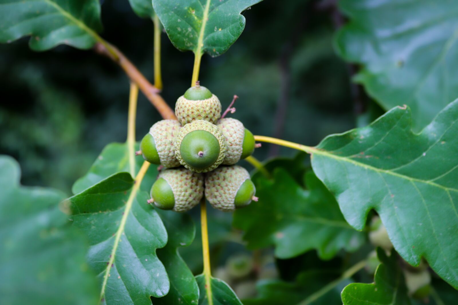 Canon EOS 200D (EOS Rebel SL2 / EOS Kiss X9) sample photo. Acorn, oak tree, oak photography