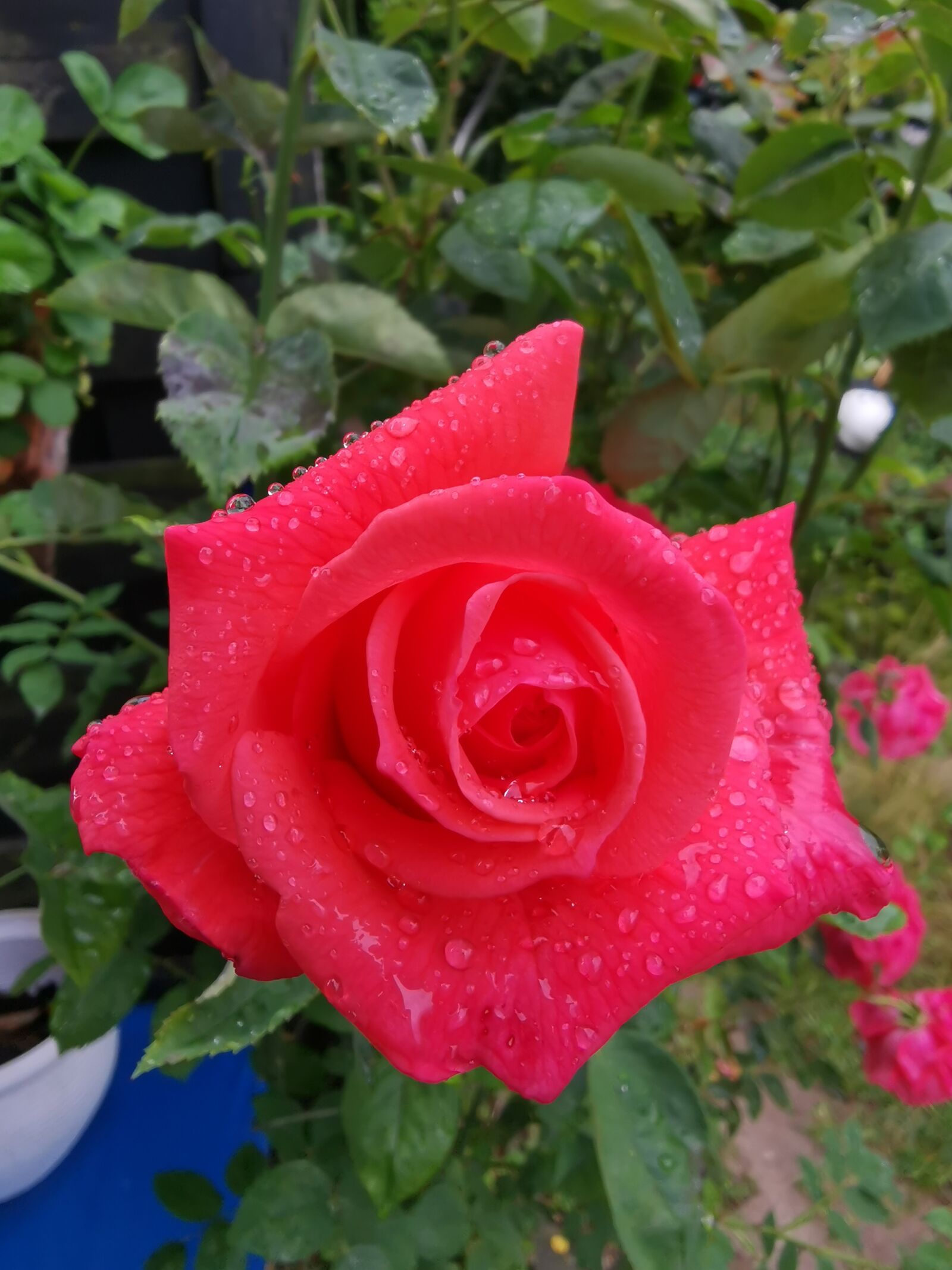 HUAWEI HMA-L29 sample photo. Rose, red rose, blossom photography