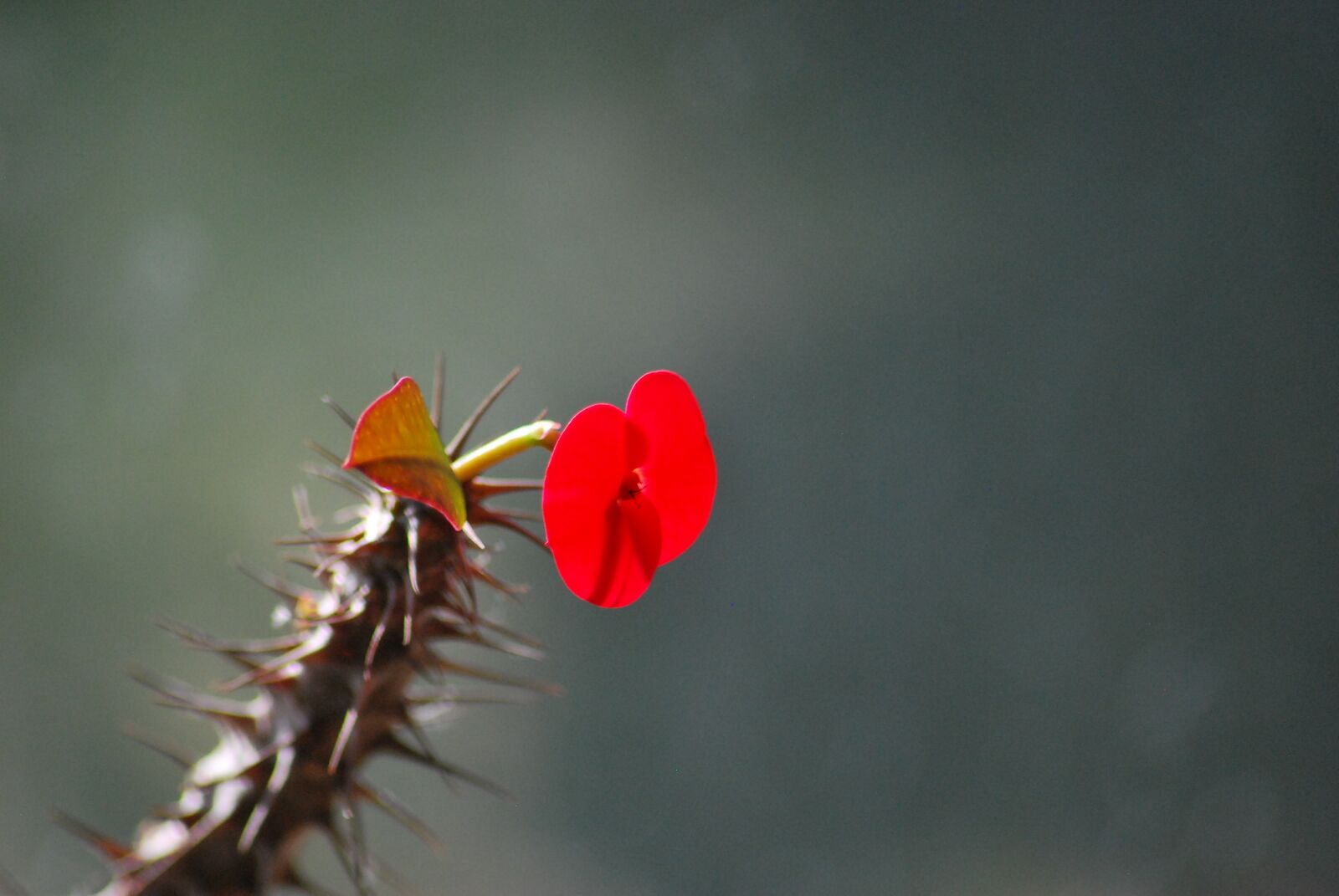 Nikon D60 sample photo. Flower, red flower, red photography