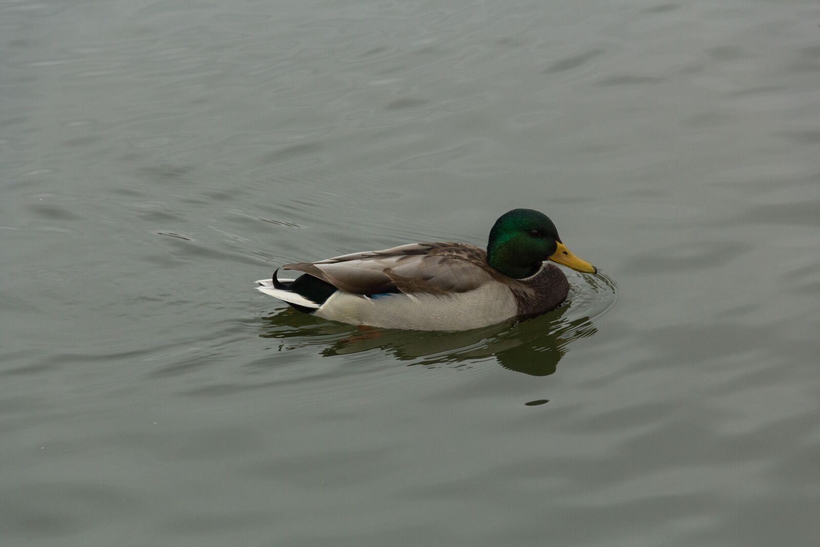 Canon EF-S 18-135mm F3.5-5.6 IS USM sample photo. Duck, lake, bird photography