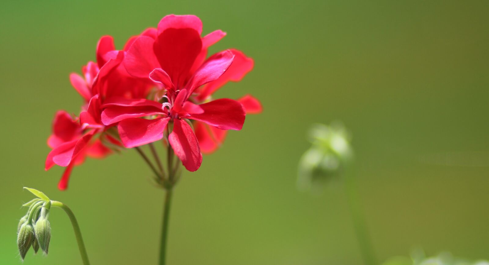 Canon EOS 700D (EOS Rebel T5i / EOS Kiss X7i) + Canon EF 85mm F1.8 USM sample photo. Geranium, flower, red photography