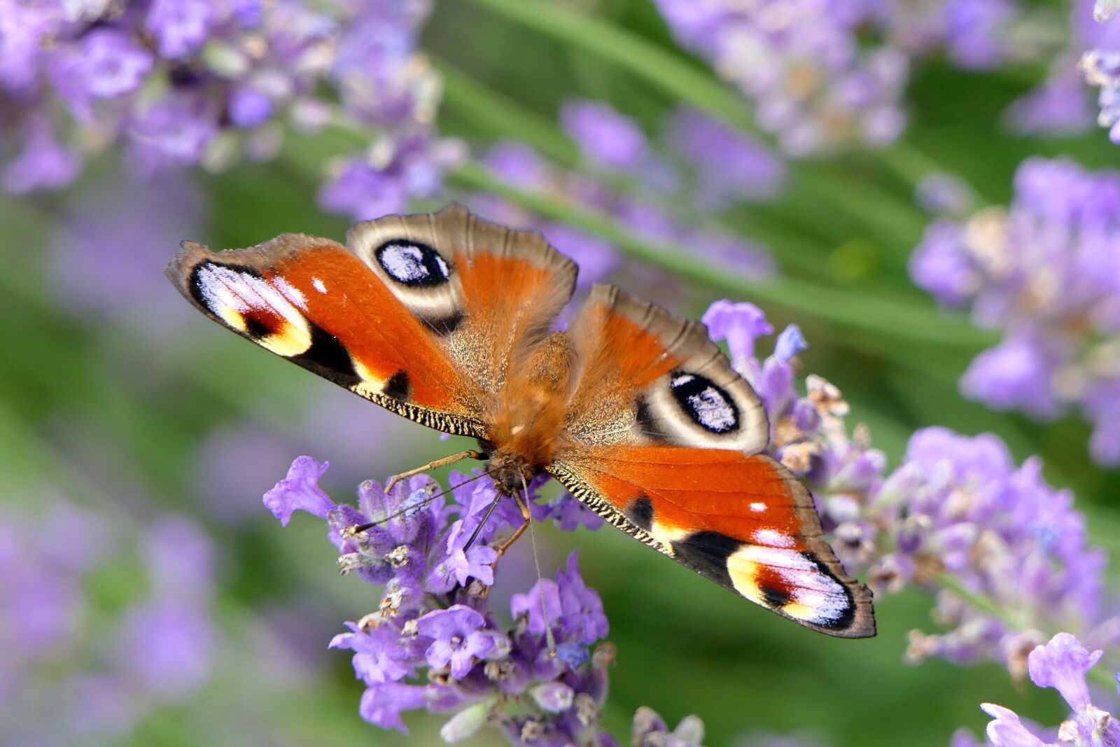 Panasonic Lumix DMC-FZ2500 (Lumix DMC-FZ2000) sample photo. Peacock butterfly, butterfly, close photography
