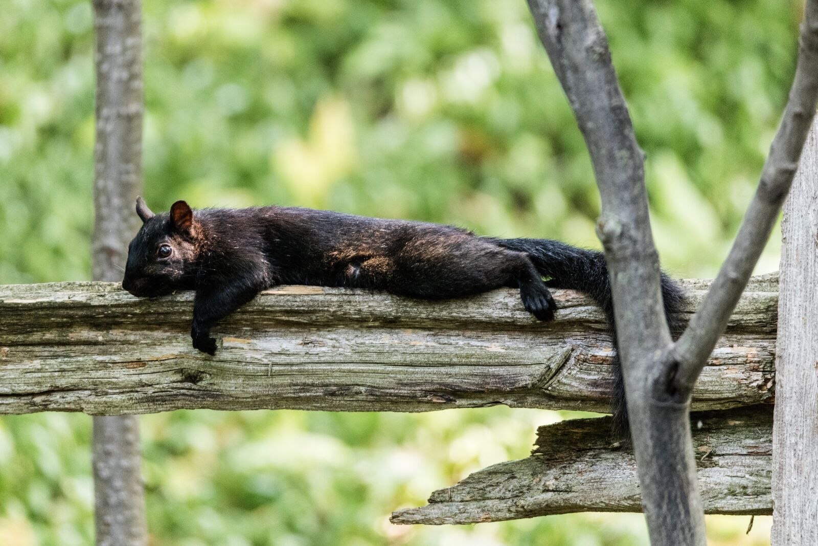 Canon EOS 5DS R + 150-600mm F5-6.3 DG OS HSM | Sports 014 sample photo. Squirrel, animal, possierlich photography