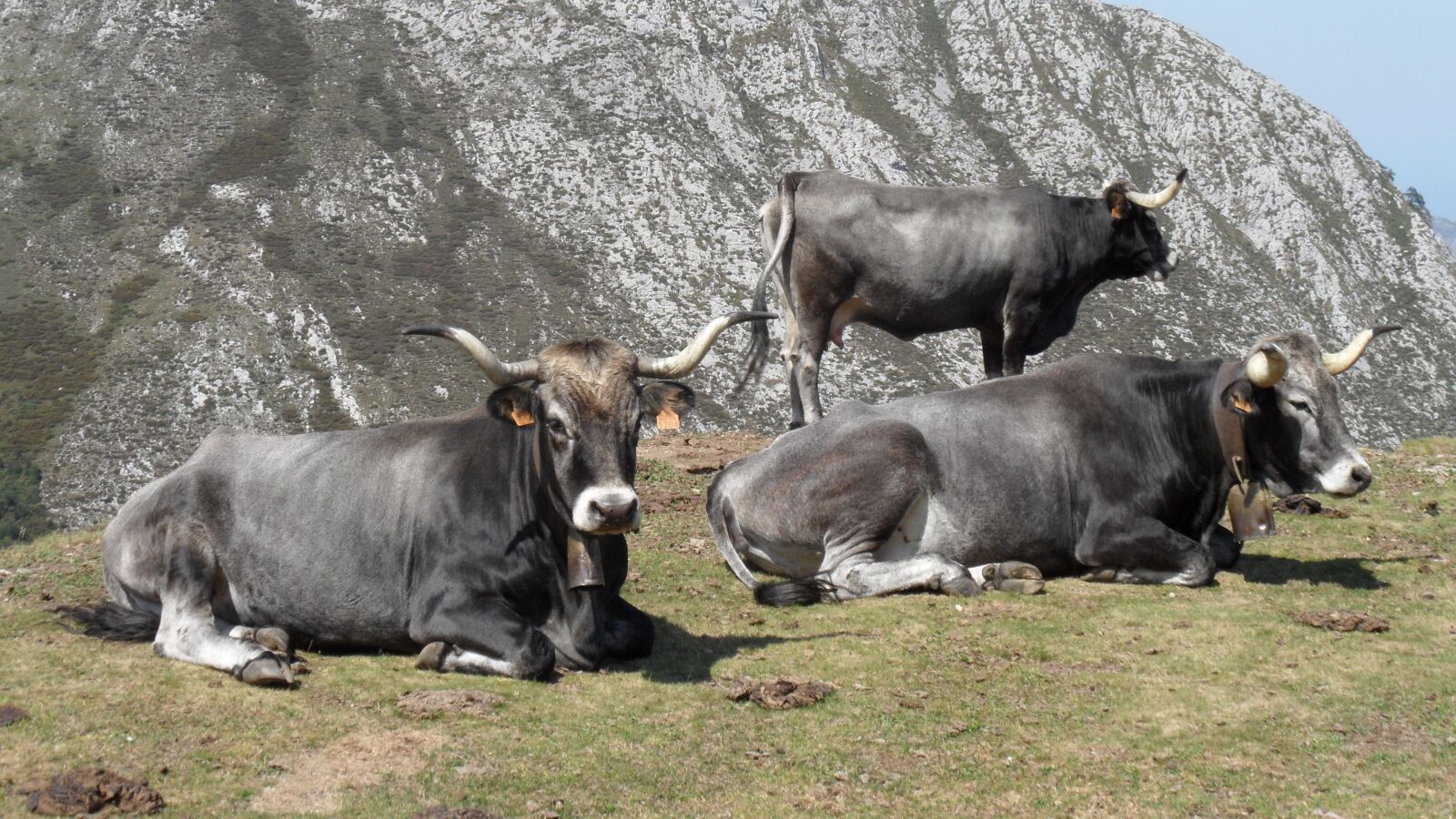 Samsung WB600 / VLUU WB600 /  WB610 sample photo. Cows, tudanca, livestock photography