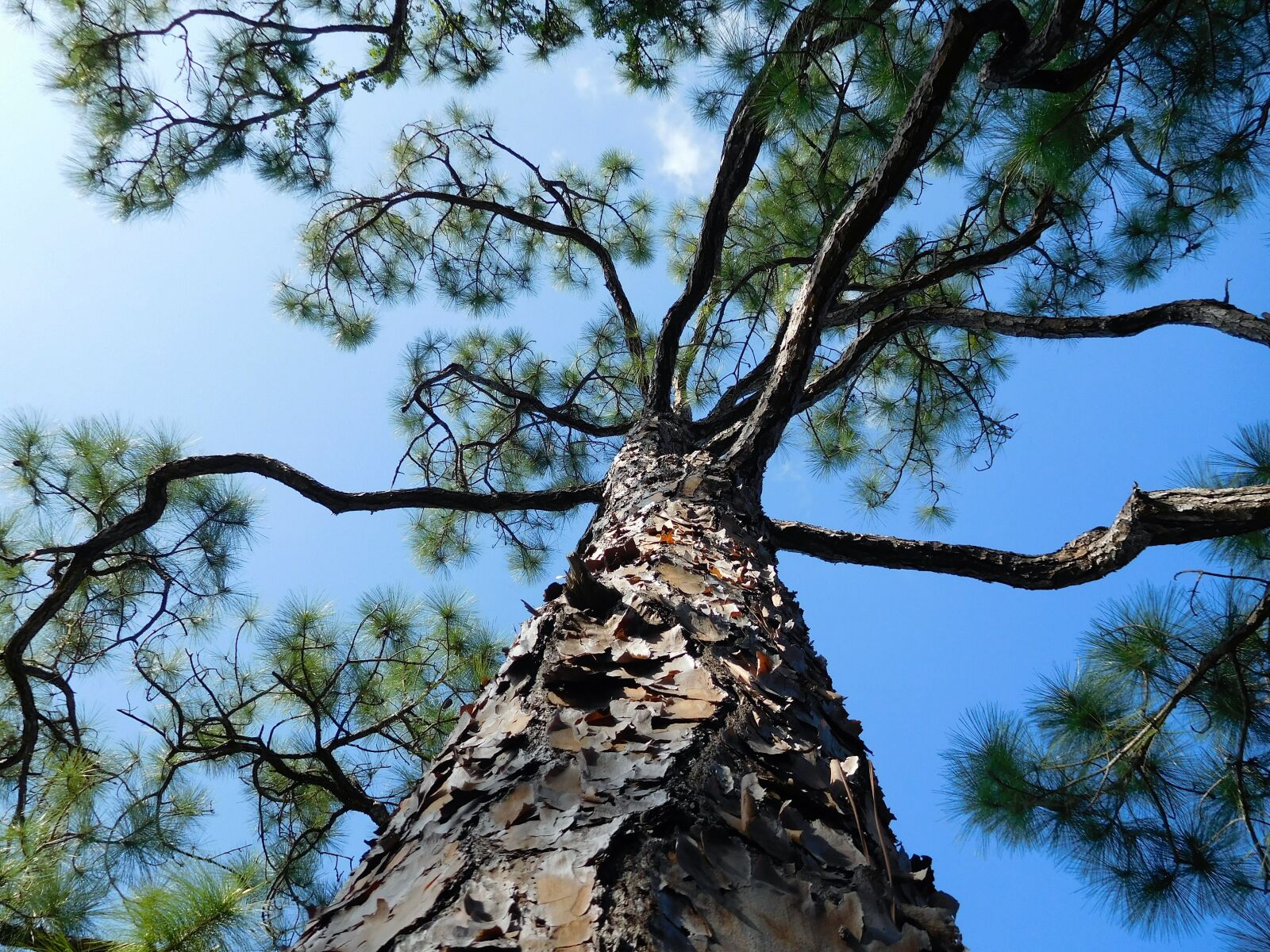 Nikon Coolpix S7000 sample photo. Tree, tree branches, nature photography