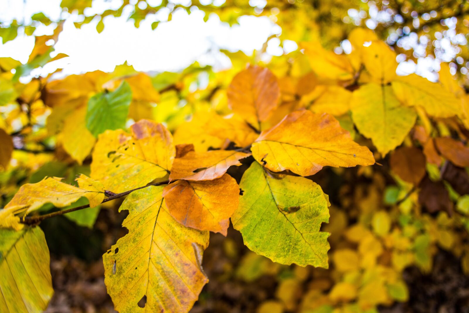 Nikon D7100 sample photo. Leaf, orange, fall photography