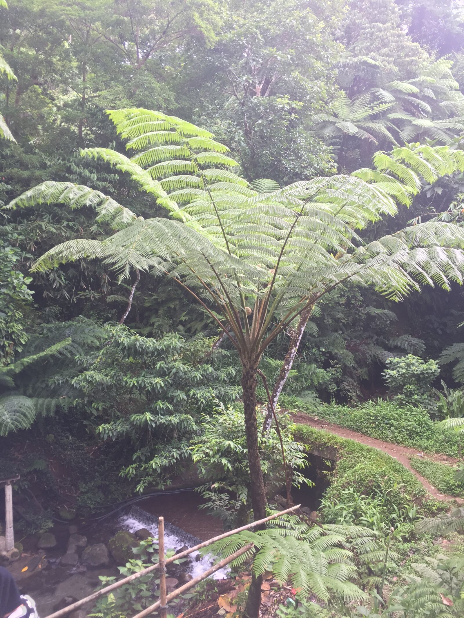 iPhone 6 back camera 4.15mm f/2.2 sample photo. Palm, forest, jungle photography