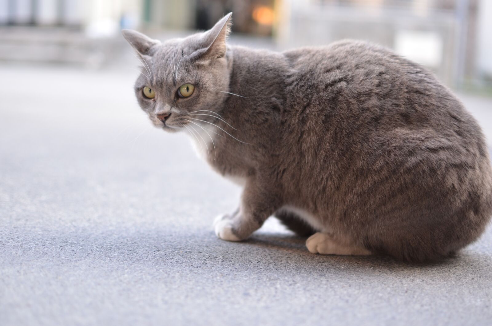Nikon D5100 sample photo. Cat, animal, wild photography
