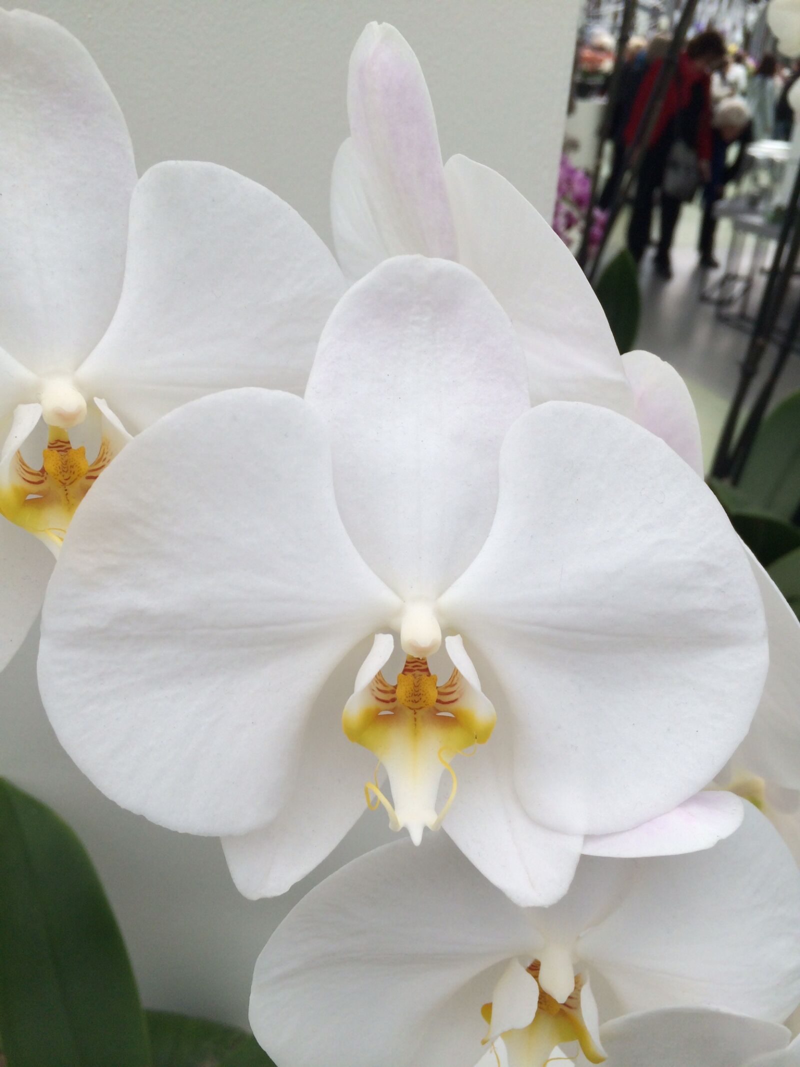 iPhone 5s back camera 4.12mm f/2.2 sample photo. Flower, plant, tropical photography