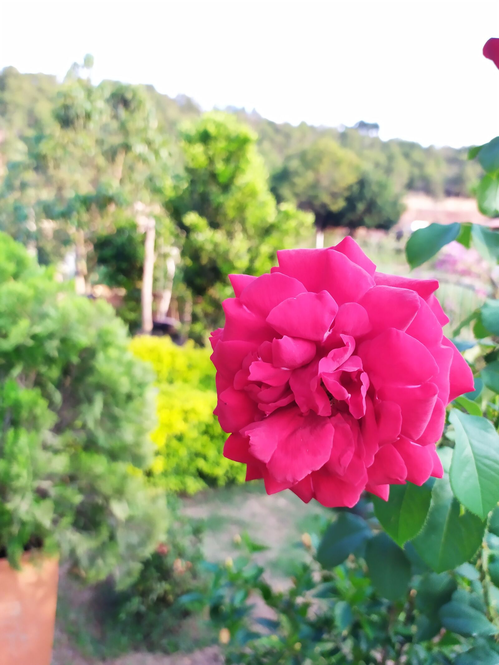 Xiaomi Redmi Note 7 sample photo. Flowers, nature, spring photography