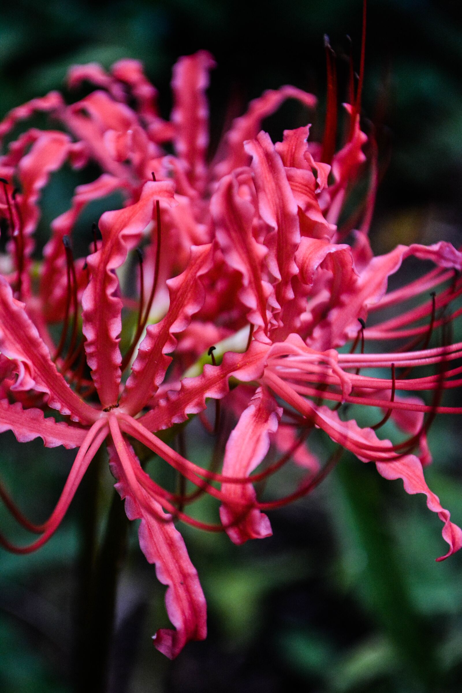 Nikon D5200 sample photo. Amaryllidaceae, red, licorice photography