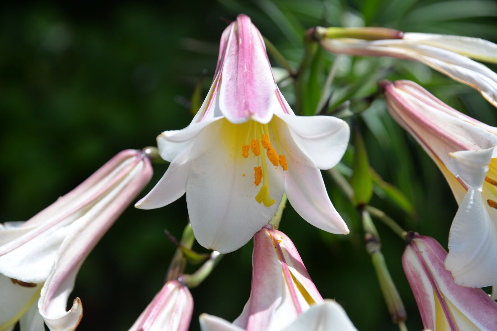 Nikon D610 sample photo. Lilies, white pink, macro photography