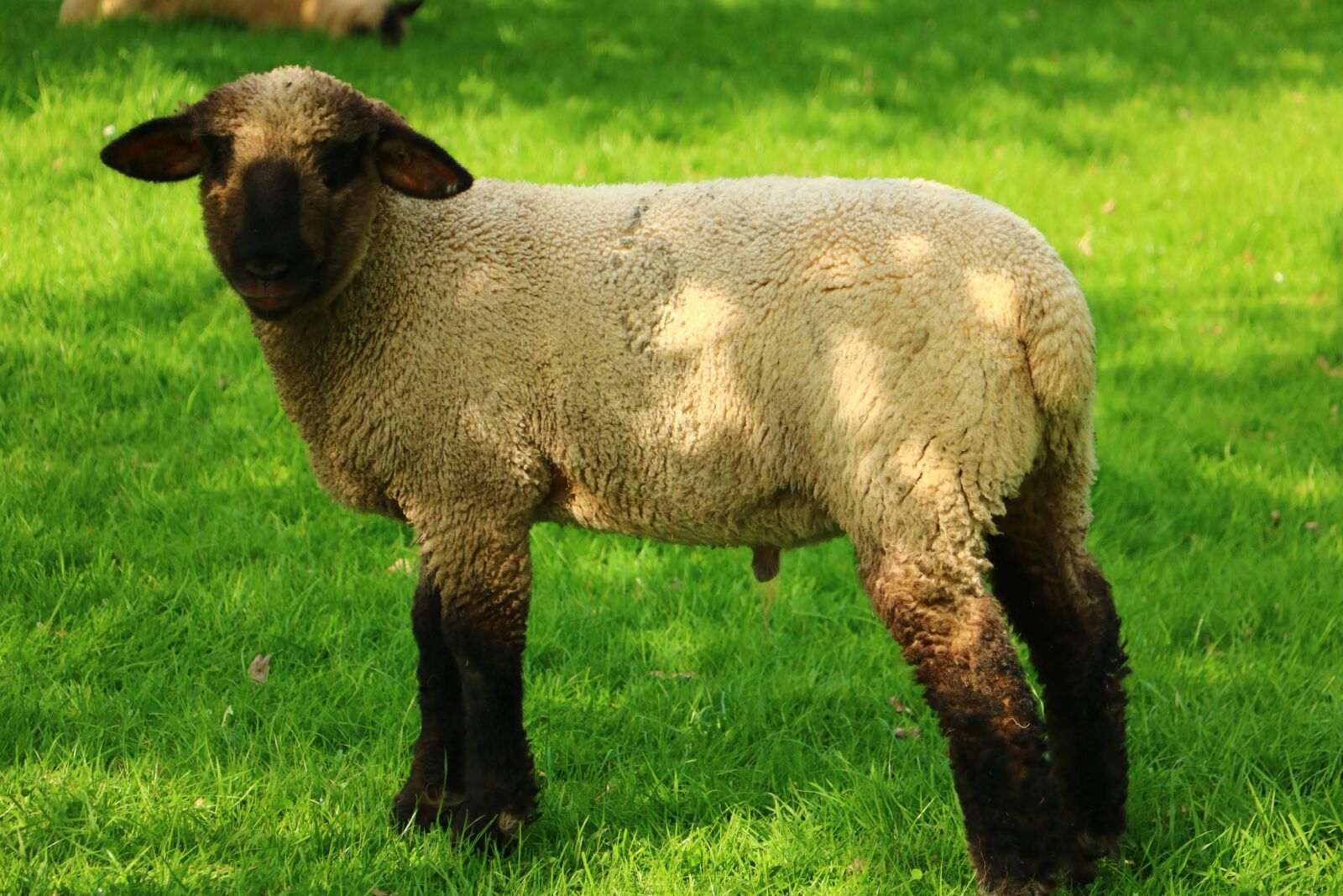 Canon EOS 760D (EOS Rebel T6s / EOS 8000D) sample photo. Mammal, grass, sheep photography