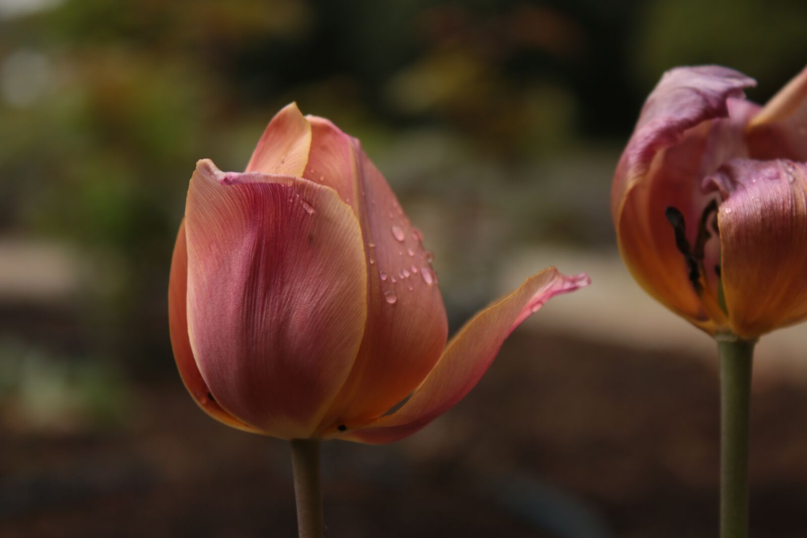 Canon EOS 70D sample photo. Tulip, pink, tulips photography