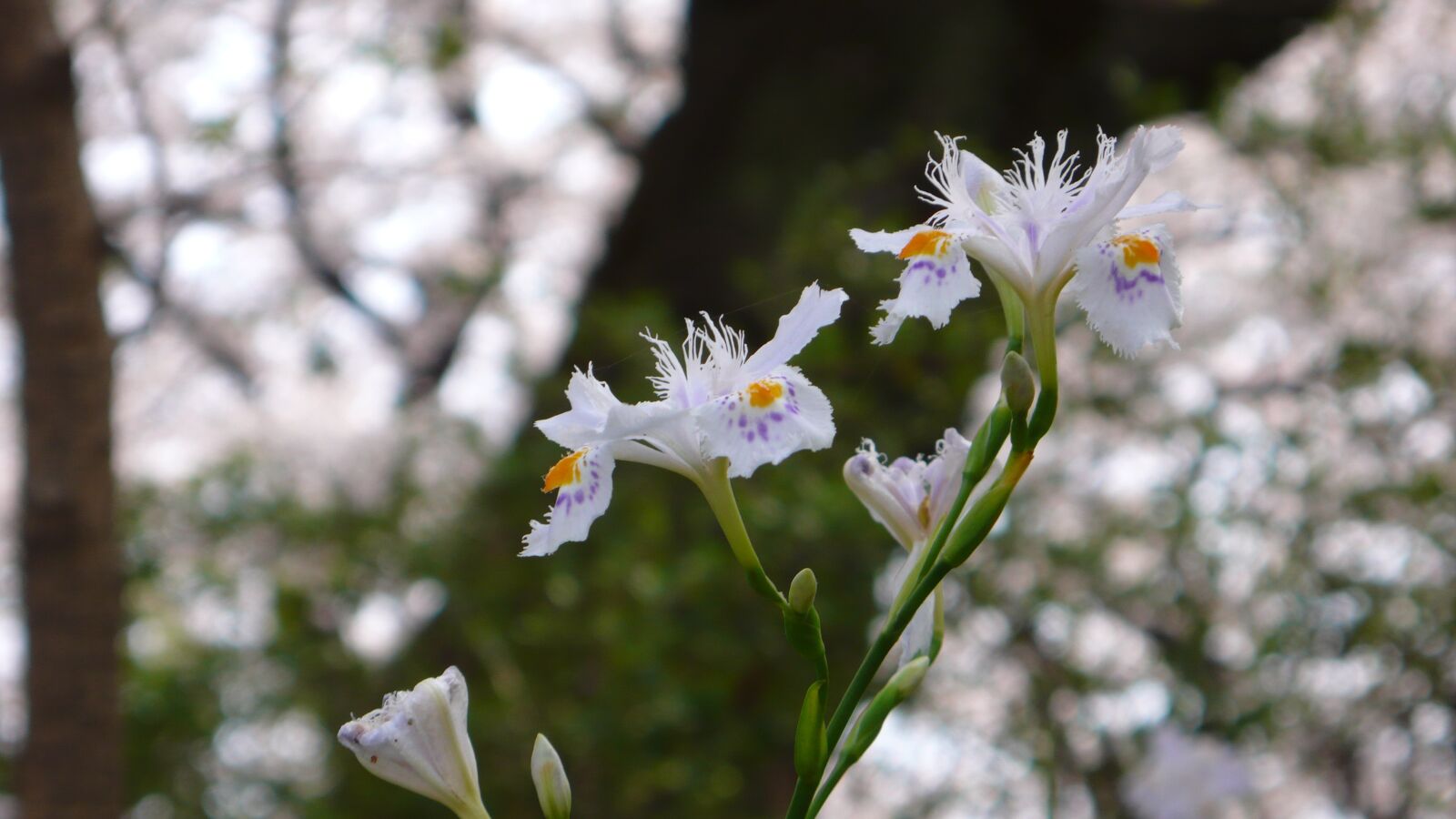 Leica D-LUX 3 sample photo. Flowers, spring, park photography