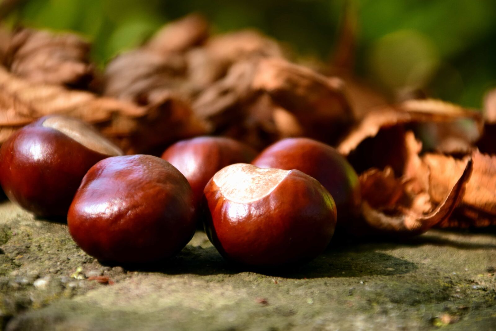 Nikon D3300 sample photo. Forest, macro, wood, plant photography